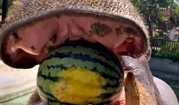 当代吃瓜的网红,揭秘娱乐圈幕后真相